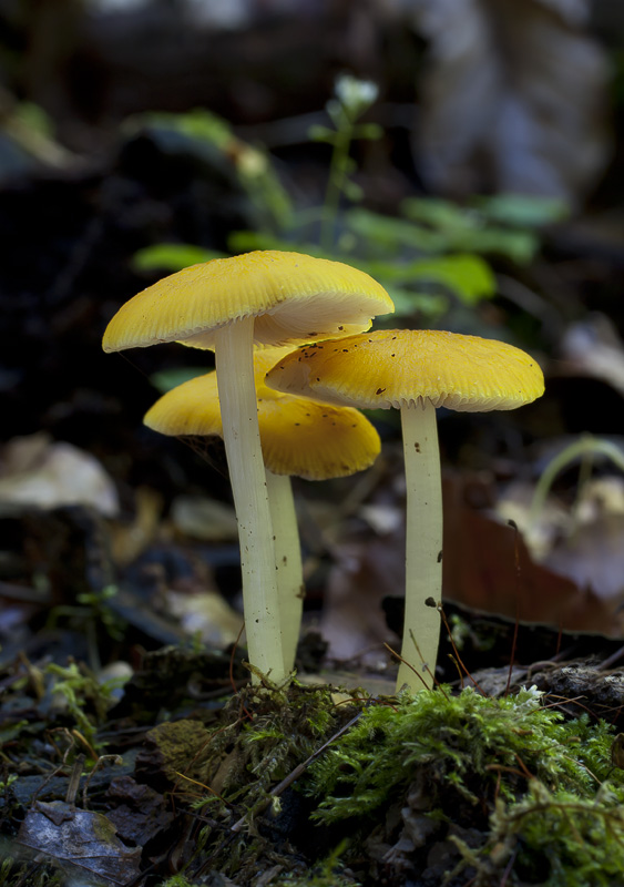 Pluteus chrysophaeus